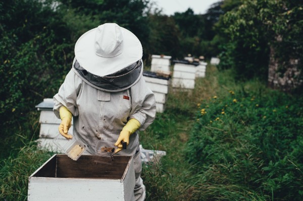 beekeeper to protect bees